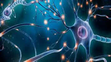 Neuroscience as a Career in India: Courses and Job Opportunities
